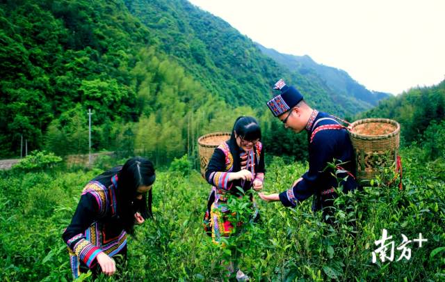 新八茶園。