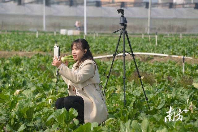 主播介紹連州菜心。張曉欣 攝