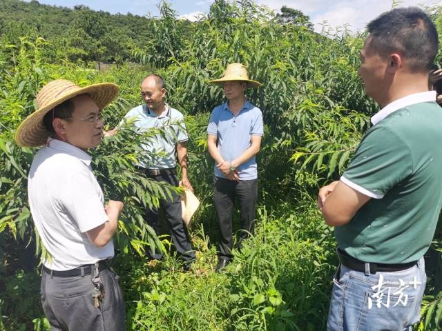 九陂鎮(zhèn)農(nóng)業(yè)綜合服務中心主任、農(nóng)藝師成忠雄提出水果災后管理意見。