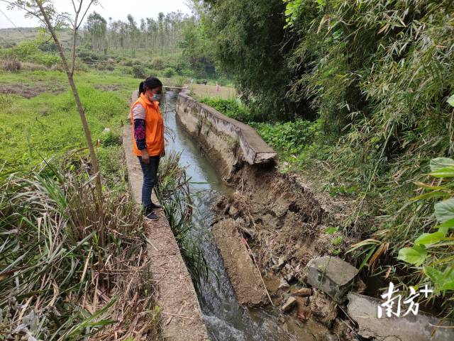 九陂鎮(zhèn)人大代表戴海玲實(shí)地查看水渠受損情況。