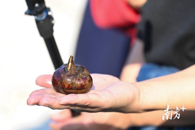 大富頭村所產(chǎn)馬蹄個頭大，清甜無渣。張曉欣 攝