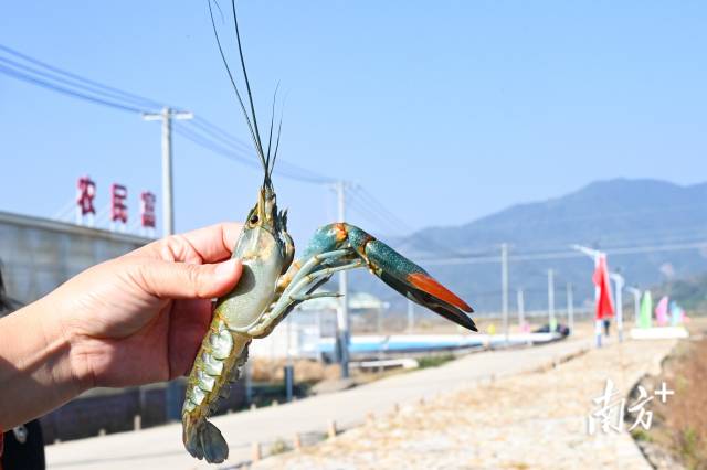 畔水漁晟園澳洲青藍龍蝦。張曉欣 攝
