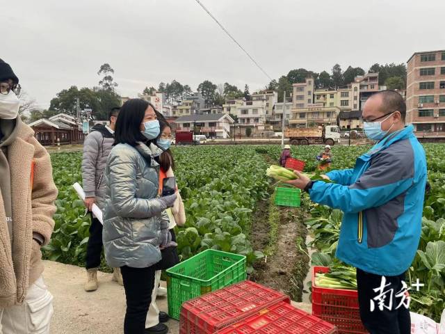 大學(xué)生們一起走進九陂鎮(zhèn)四聯(lián)村菜心基地實地參觀。