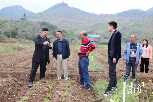 九陂鎮(zhèn)駐鎮(zhèn)幫鎮(zhèn)扶村工作隊(duì)、九陂鎮(zhèn)人民政府農(nóng)業(yè)農(nóng)村工作辦公室工作人員到田間查看溪黃草幼苗情況。