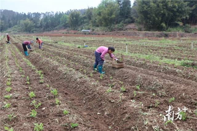農(nóng)戶正在種植溪黃草幼苗。