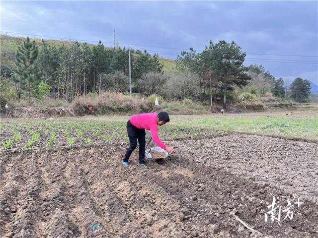 九陂鎮(zhèn)聯(lián)一村委會車田村梅龍坪的群眾正在耕作。