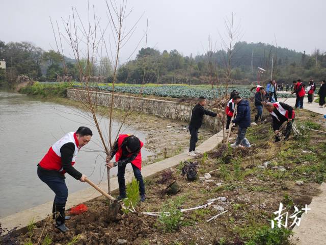 植樹現(xiàn)場。