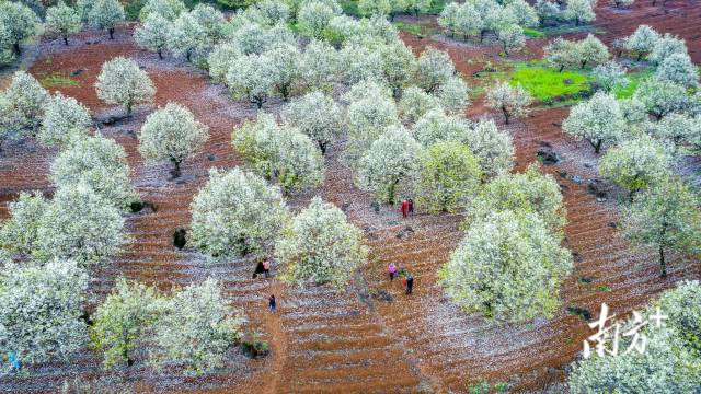 連州梨花。丘貴星 攝